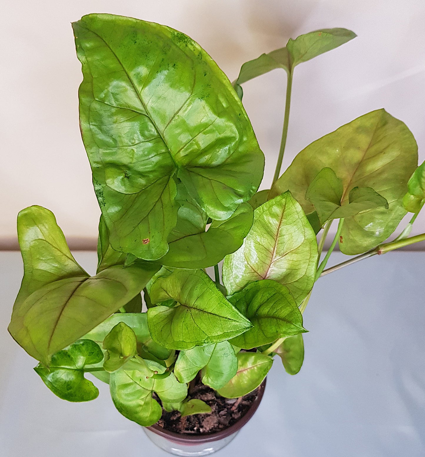 Syngonium Podophyllum 'Gold Allusion', Live Plant
