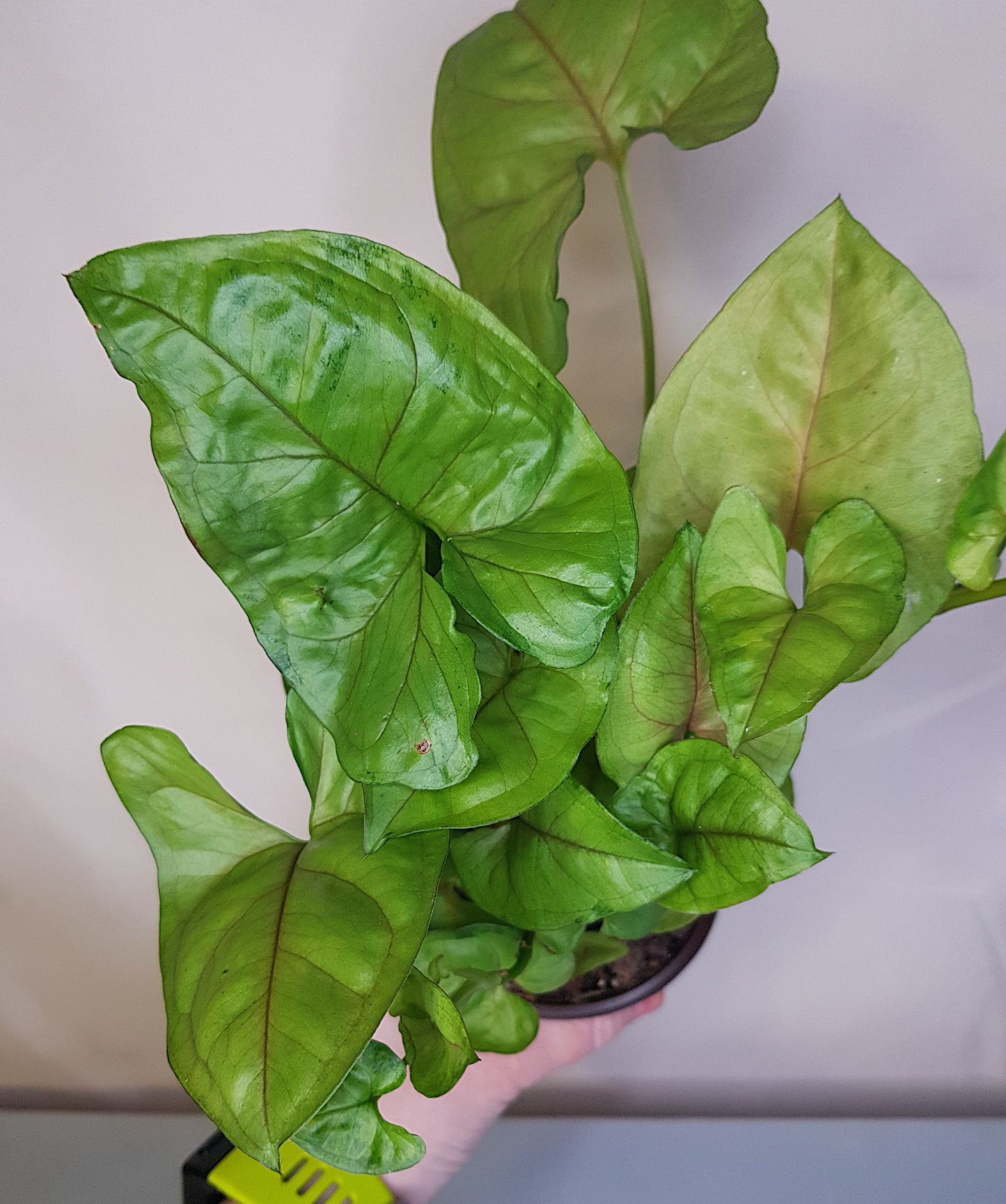 Syngonium Podophyllum 'Gold Allusion', Live Plant