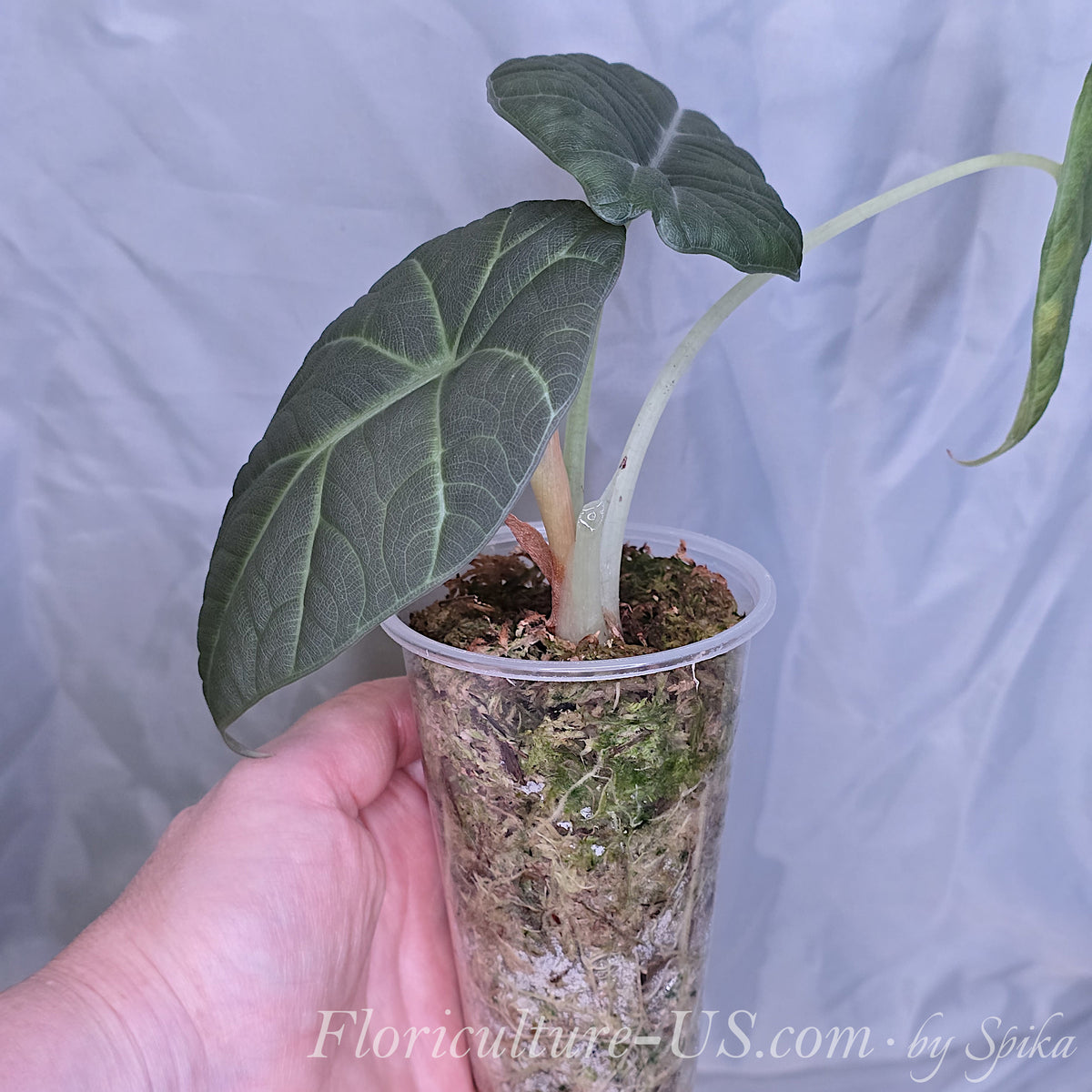 A hand holding a potted Alocasia Maharani starter plant in a clear plastic cup with sphagnum moss.