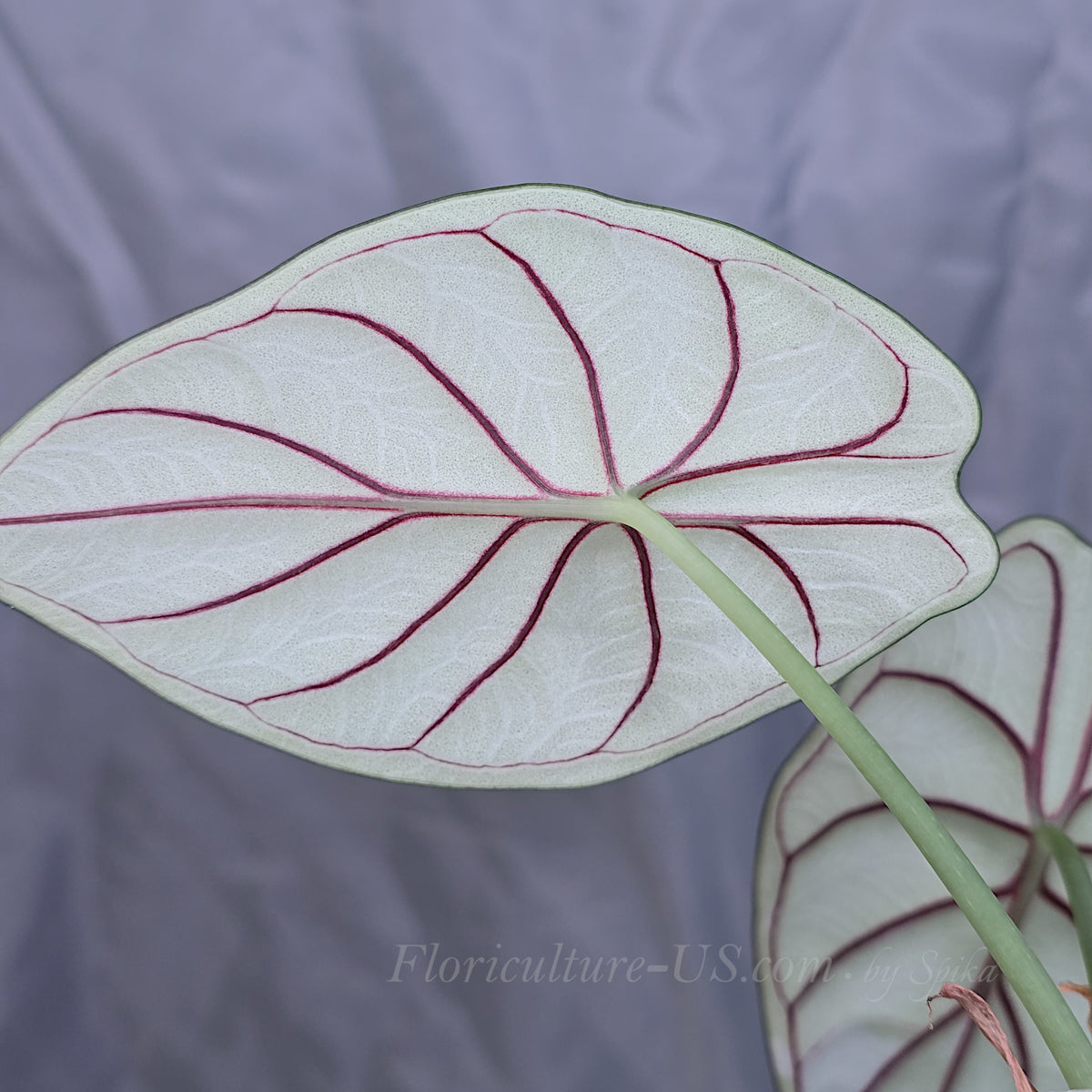 Macro close-up showing the pale underside of an Alocasia Silver Dragon leaf with prominent dark purple veins.