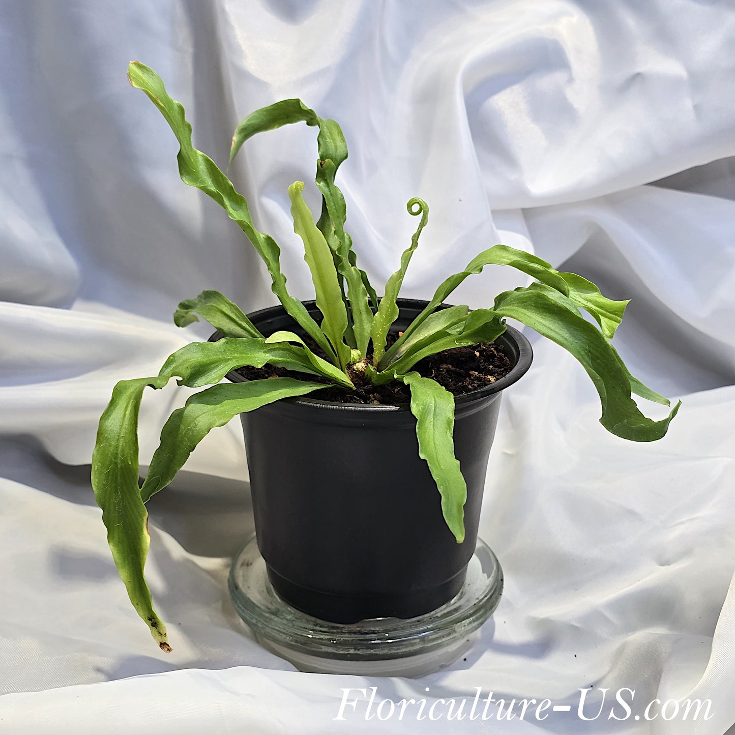 A healthy Japanese Bird's Nest Fern 'Osaka' with wavy ruffled foliage and new central fronds uncurling.