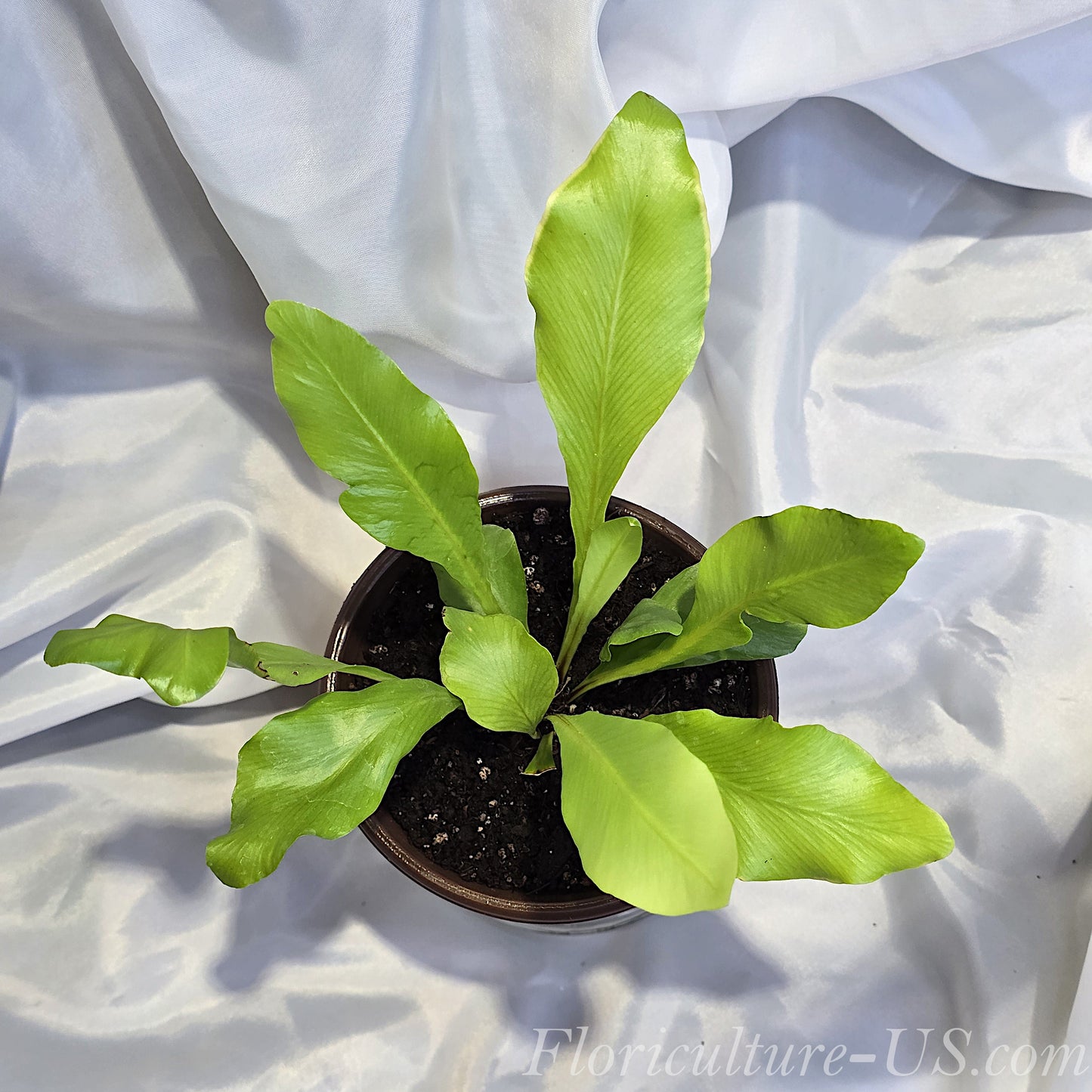 Top angle view of an Asplenium nidus Bird's Nest Fern growing in a pot, displaying its wide glossy lime green fronds.