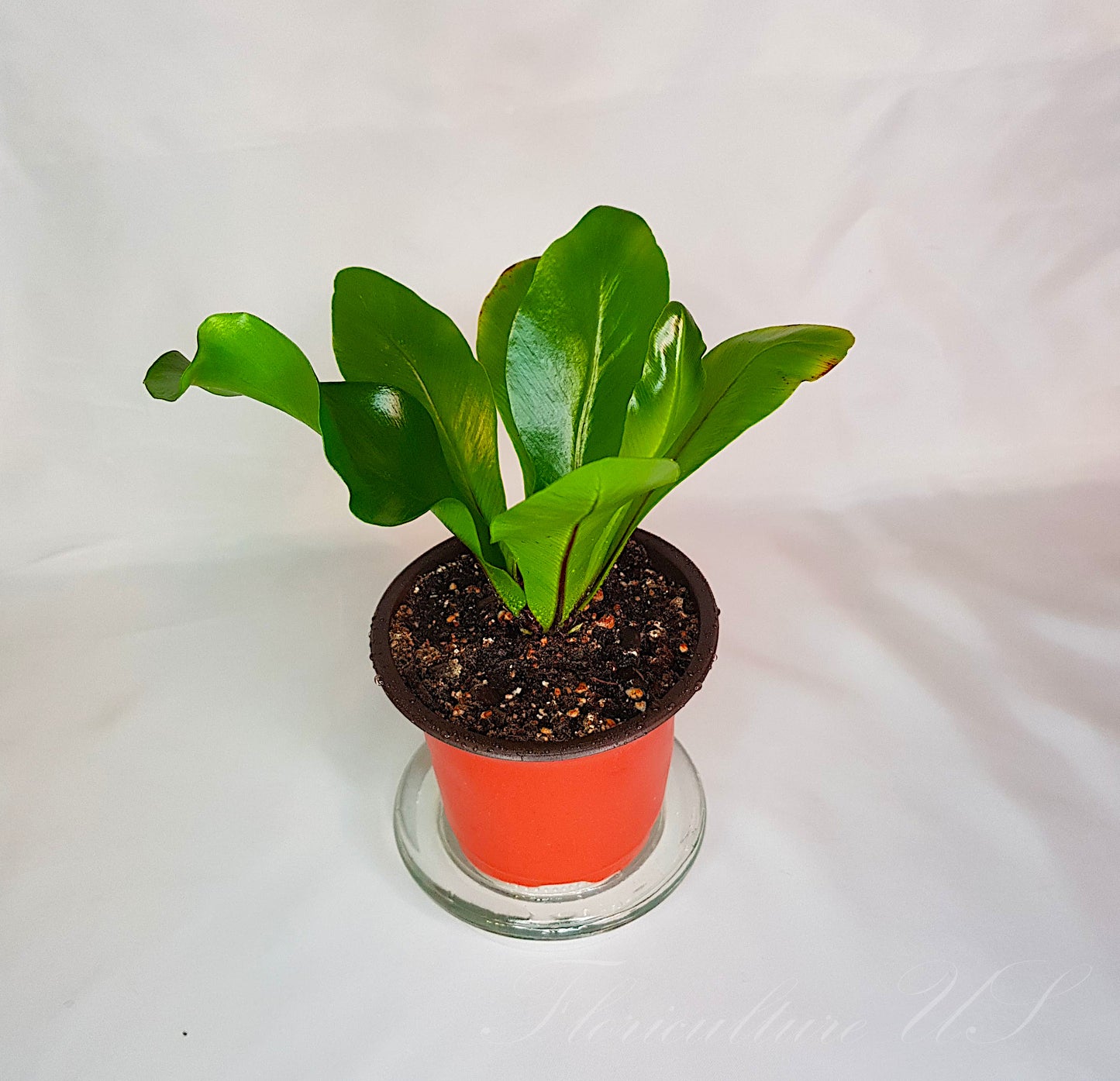 Asplenium Nidus, Bird’s Nest Fern, Live Plant