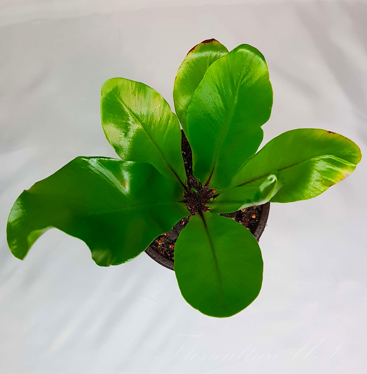Asplenium Nidus, Bird’s Nest Fern, Live Plant