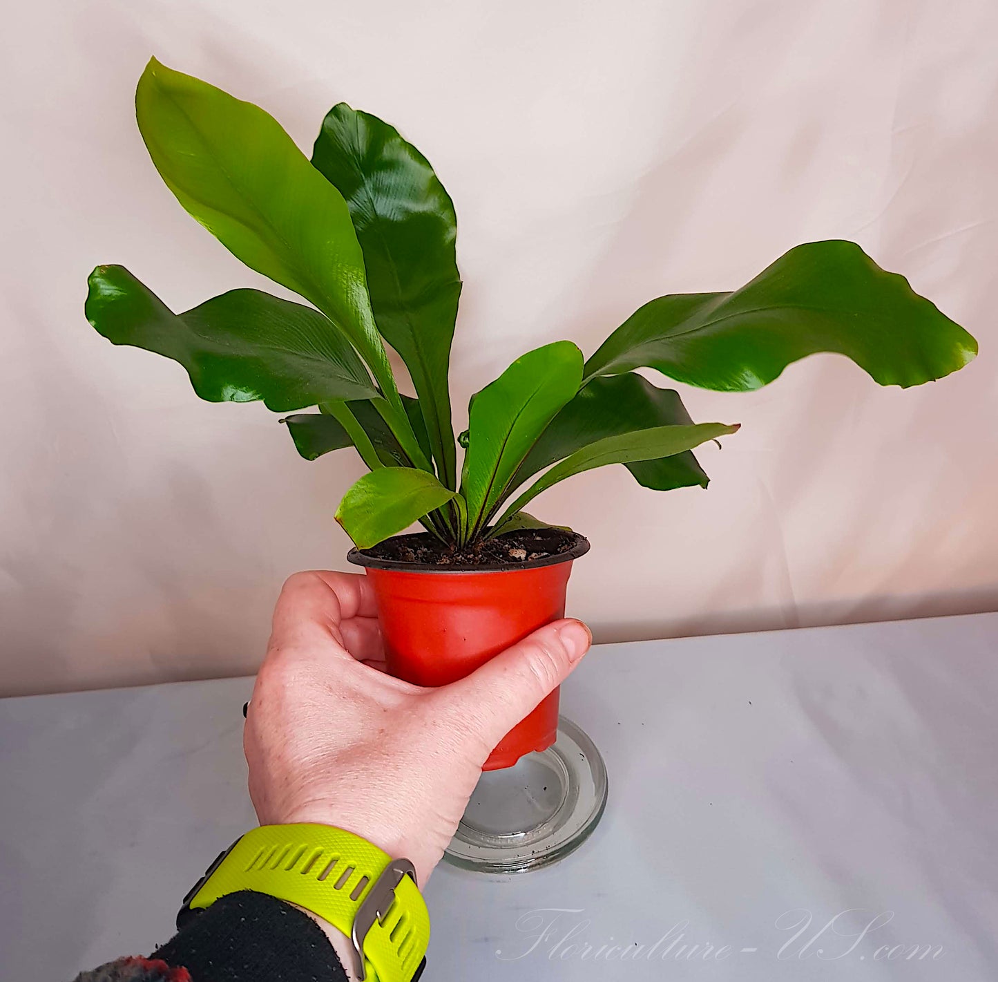 Asplenium Nidus, Bird’s Nest Fern, Live Plant