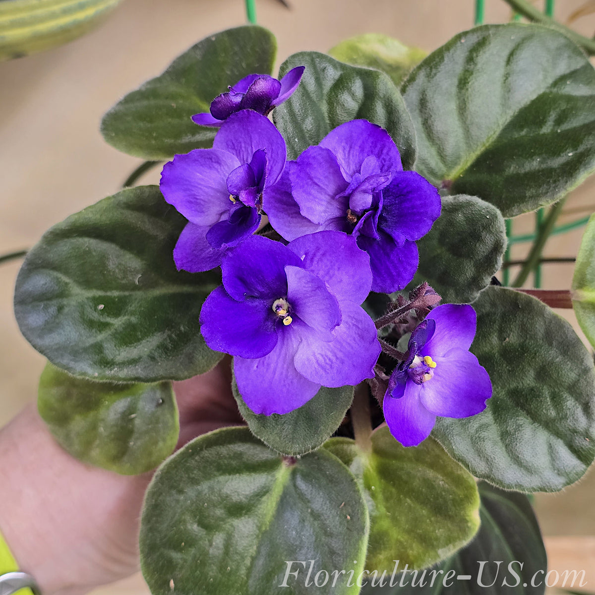 A top down view of a healthy blooming bi-color purple and white African Violet live houseplant for sale showing dark green leaves in a starter pot.