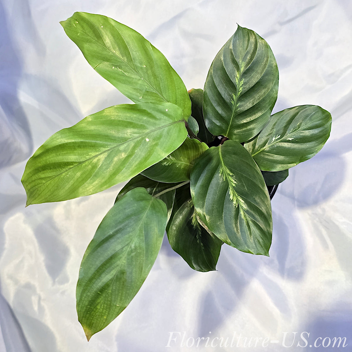 Close-up of Calathea Maui Queen leaves featuring a distinct creamy-white feathery pattern down the dark green center.