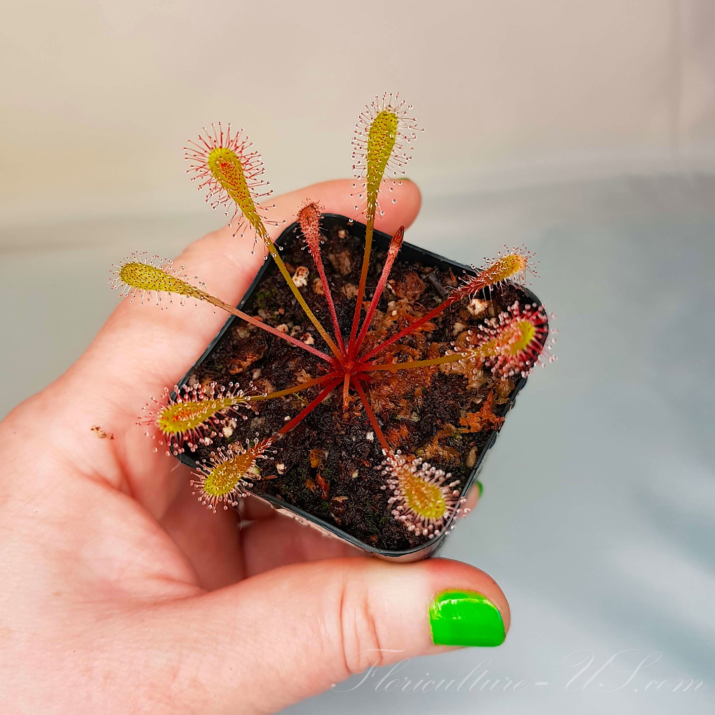 Drosera Nidiformis, Sundew, Live Plant