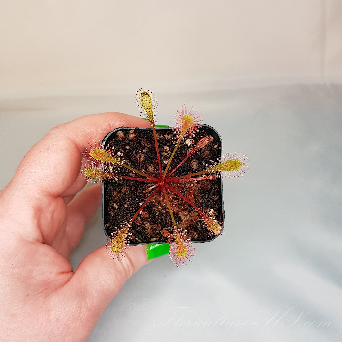 Drosera Nidiformis, Sundew, Live Plant