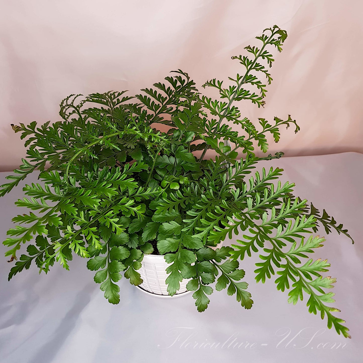 Asplenium Dimorphum x Difforme