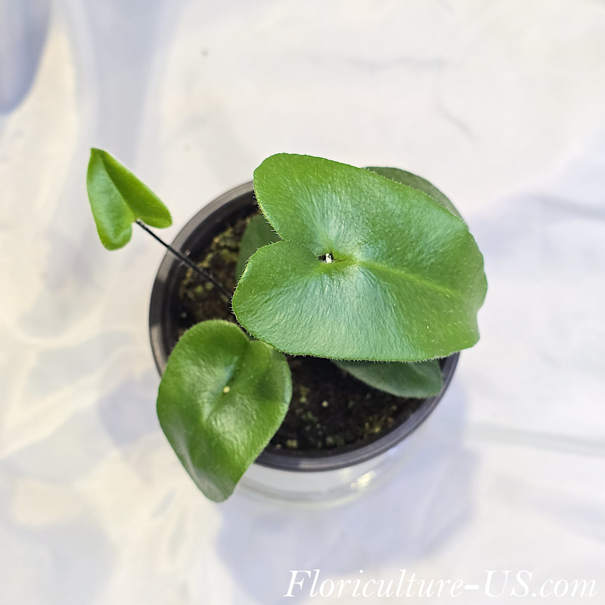 Hemionitis arifolia exotic heart leaf fern indoor houseplant with thick leathery foliage on dark furry stems