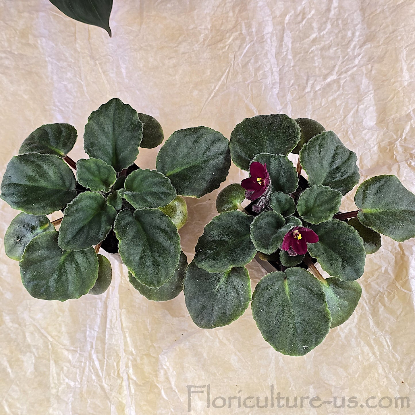 Easy-care Burgundy African Violet plug for windowsill indoor garden