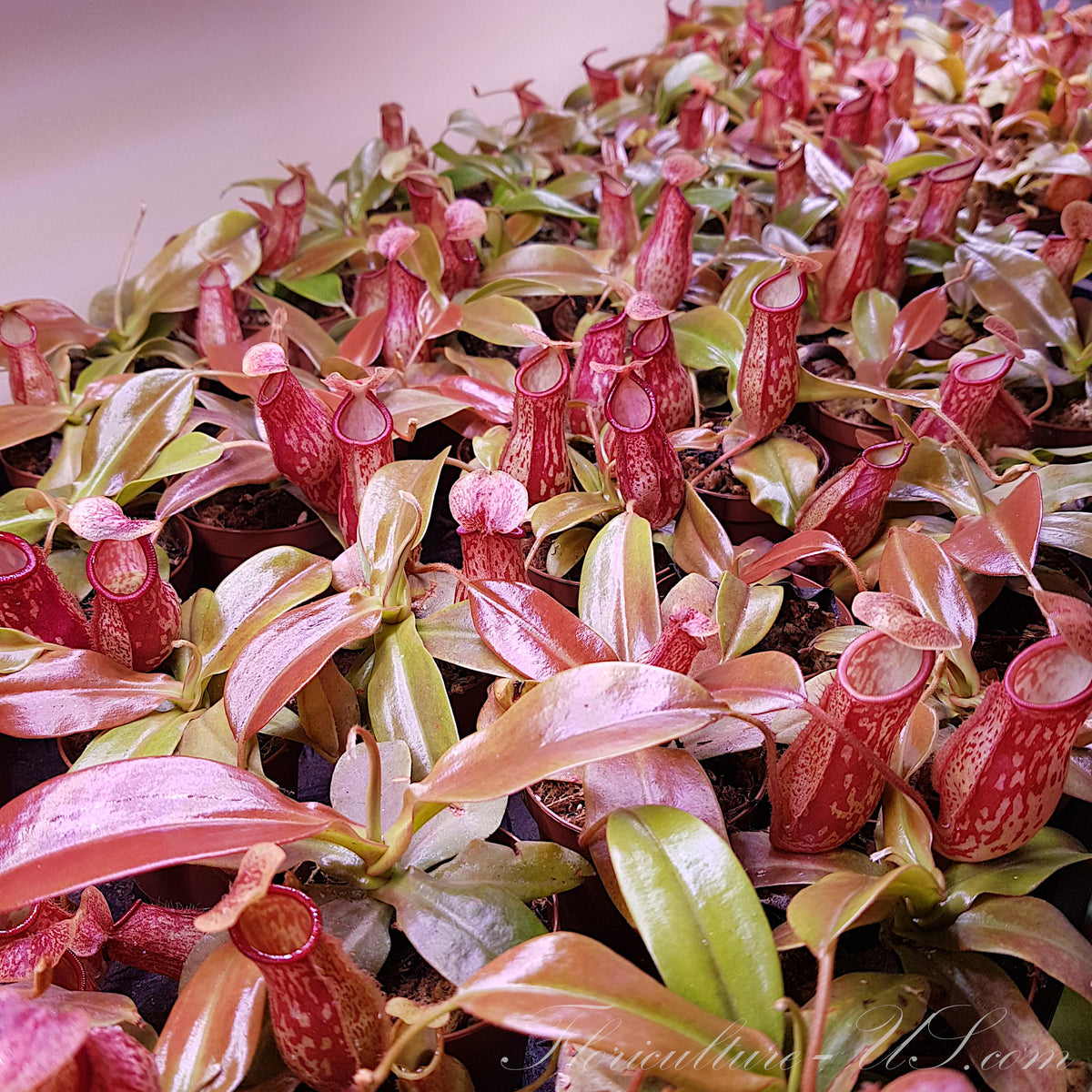 Multiple live Nepenthes 'St. Gaya' carnivorous plants growing in nursery trays, showing reddish-green foliage and vibrant speckled pitchers.