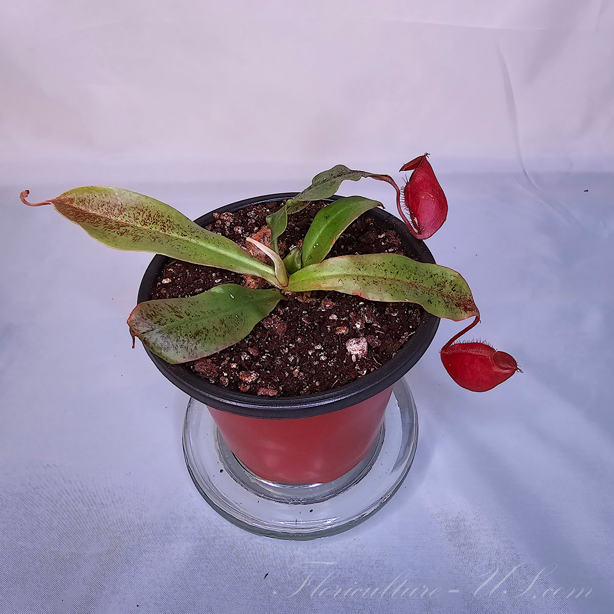 Nepenthes 'Black Miracle' Ventricosa x Ampullaria hybrid carnivorous plant in a pot
