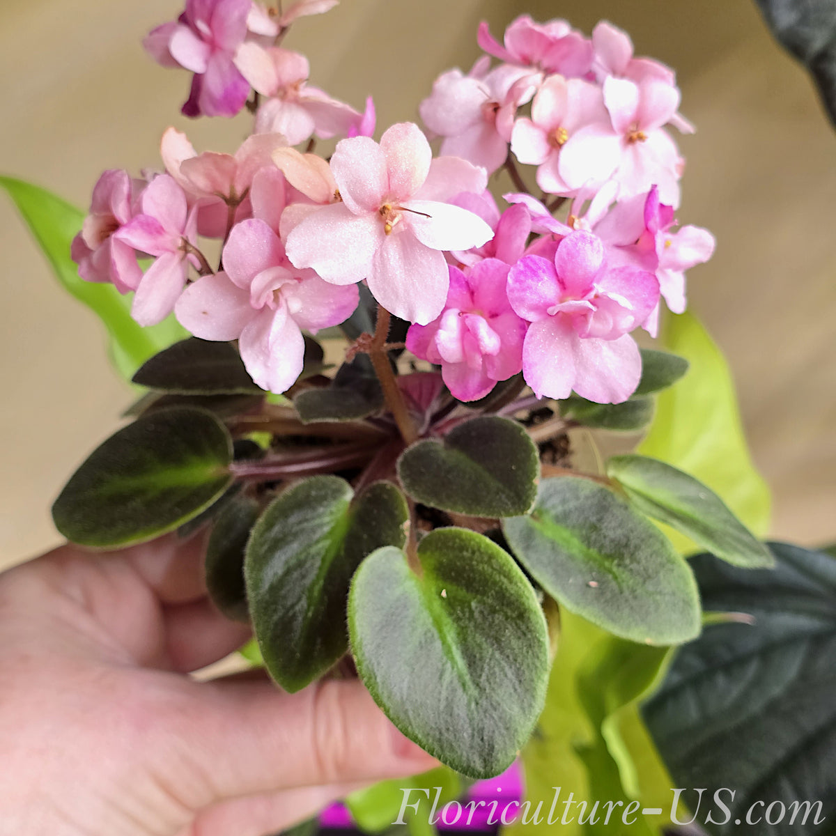 A hand holding a blooming Rose Miniature African Violet (Saintpaulia) houseplant showcasing a variation with soft, lighter pastel pink flowers and open petals, from Floriculture-US.com