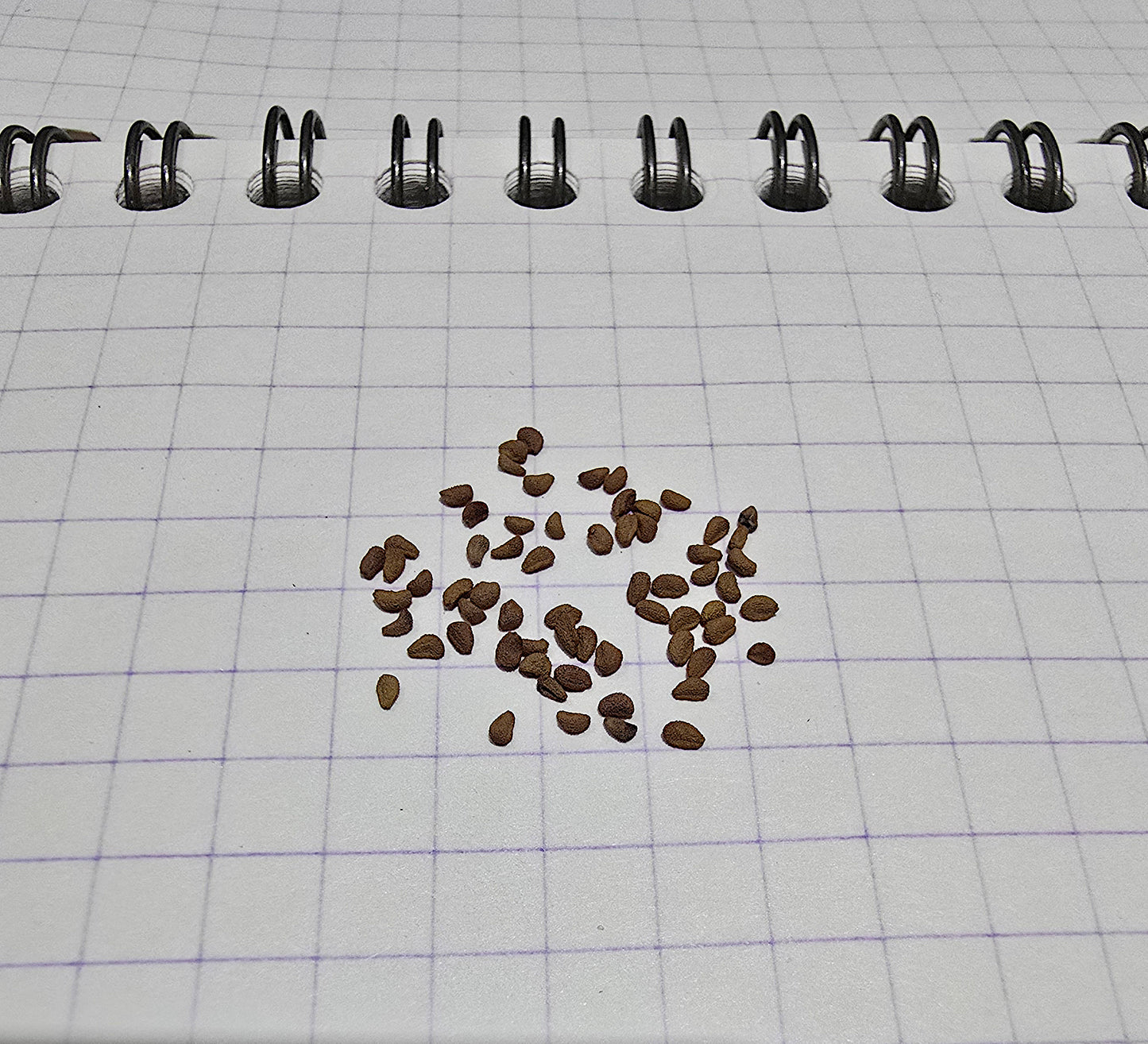 Sarracenia Minor - 15 Seeds
