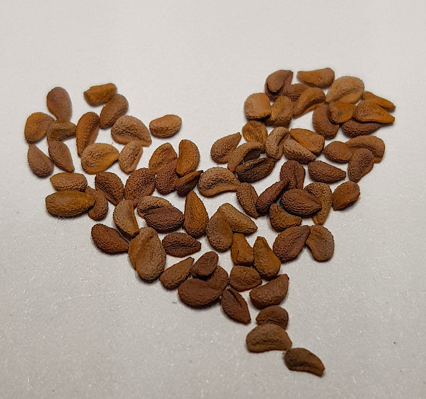 Sarracenia Flava - 15 Seeds