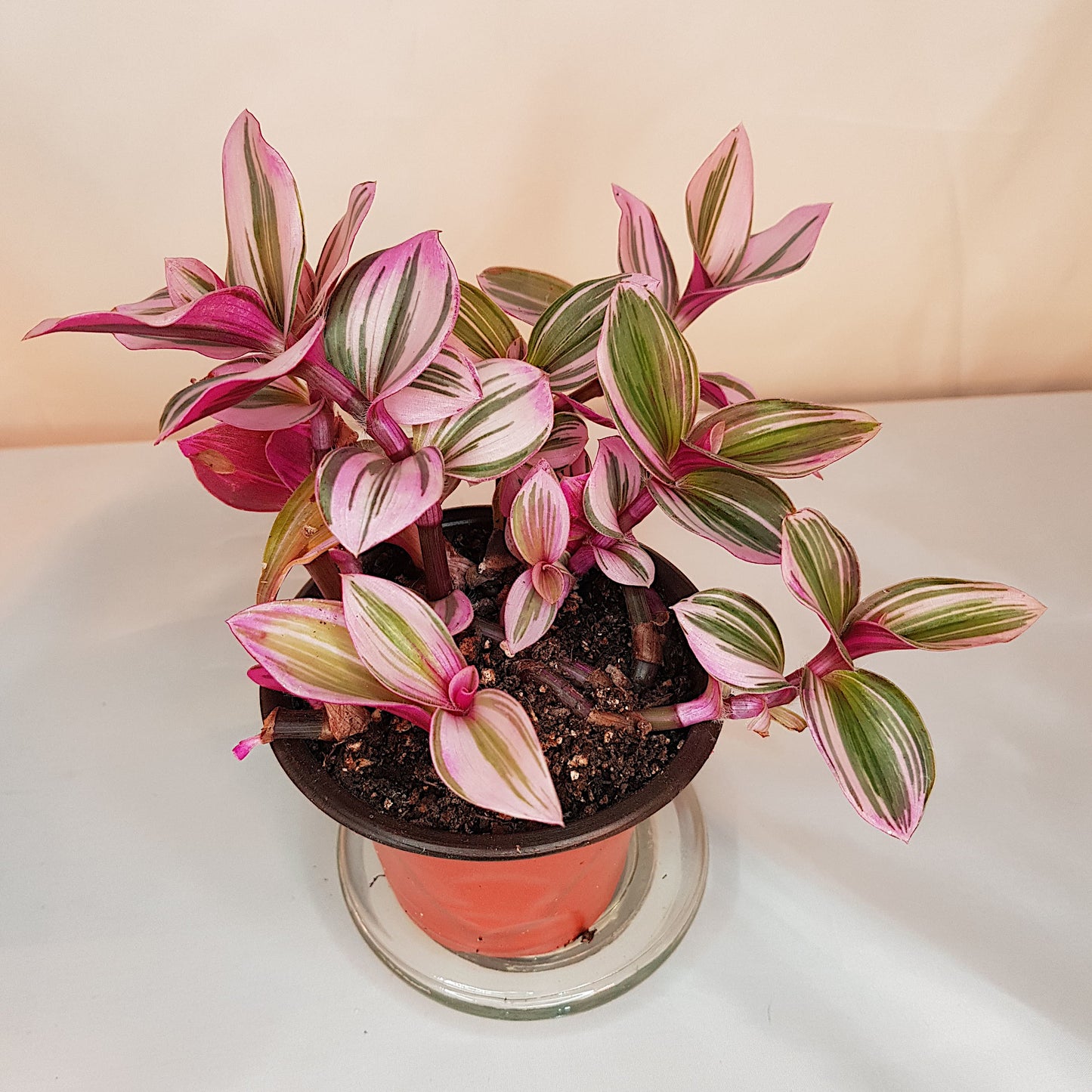 Tradescantia Nanouk, Live Plant