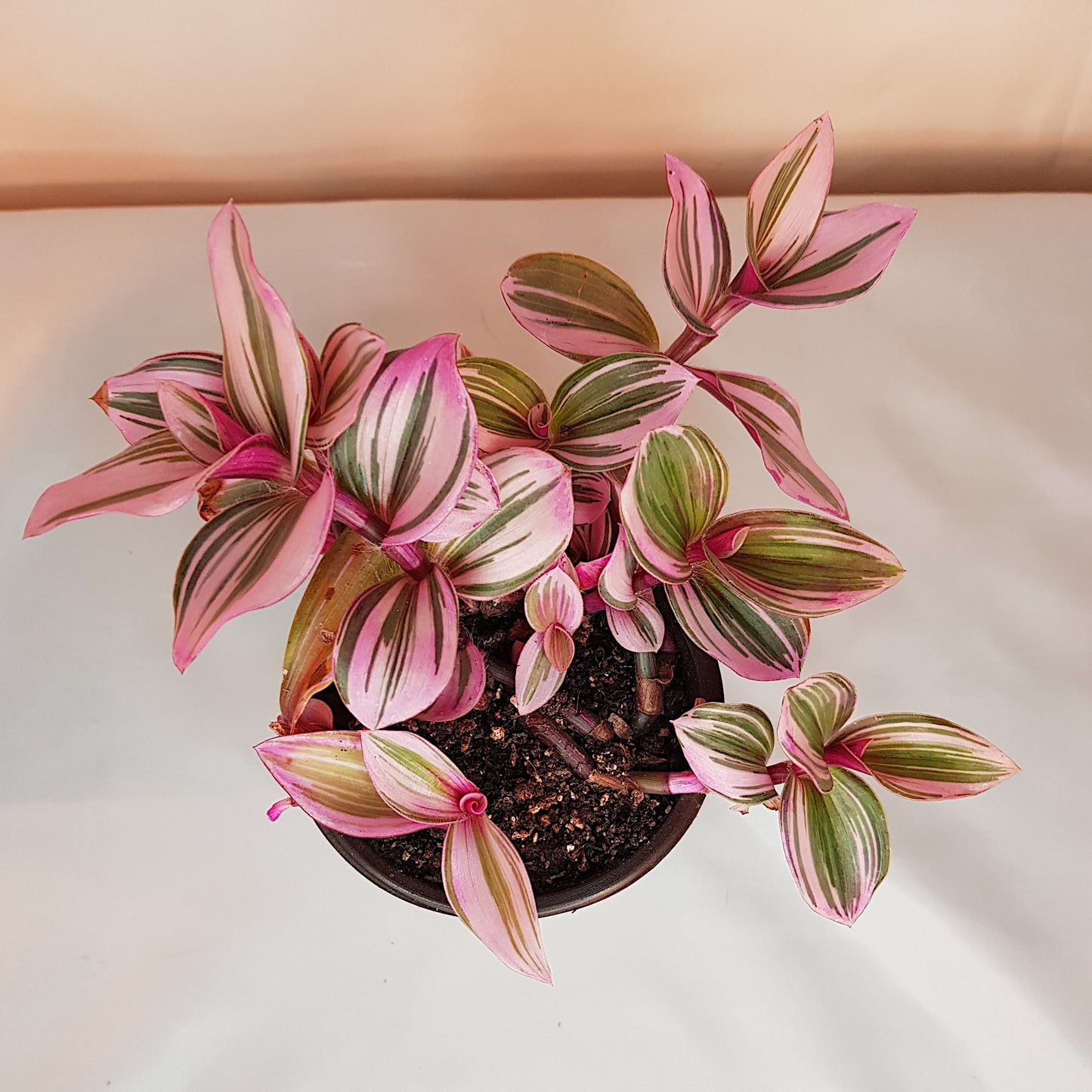 Tradescantia Nanouk, Live Plant