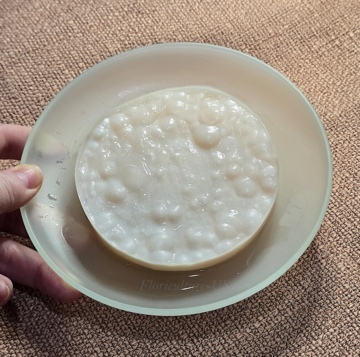ive white wine vinegar mother culture disc sitting in a clear shallow bowl.