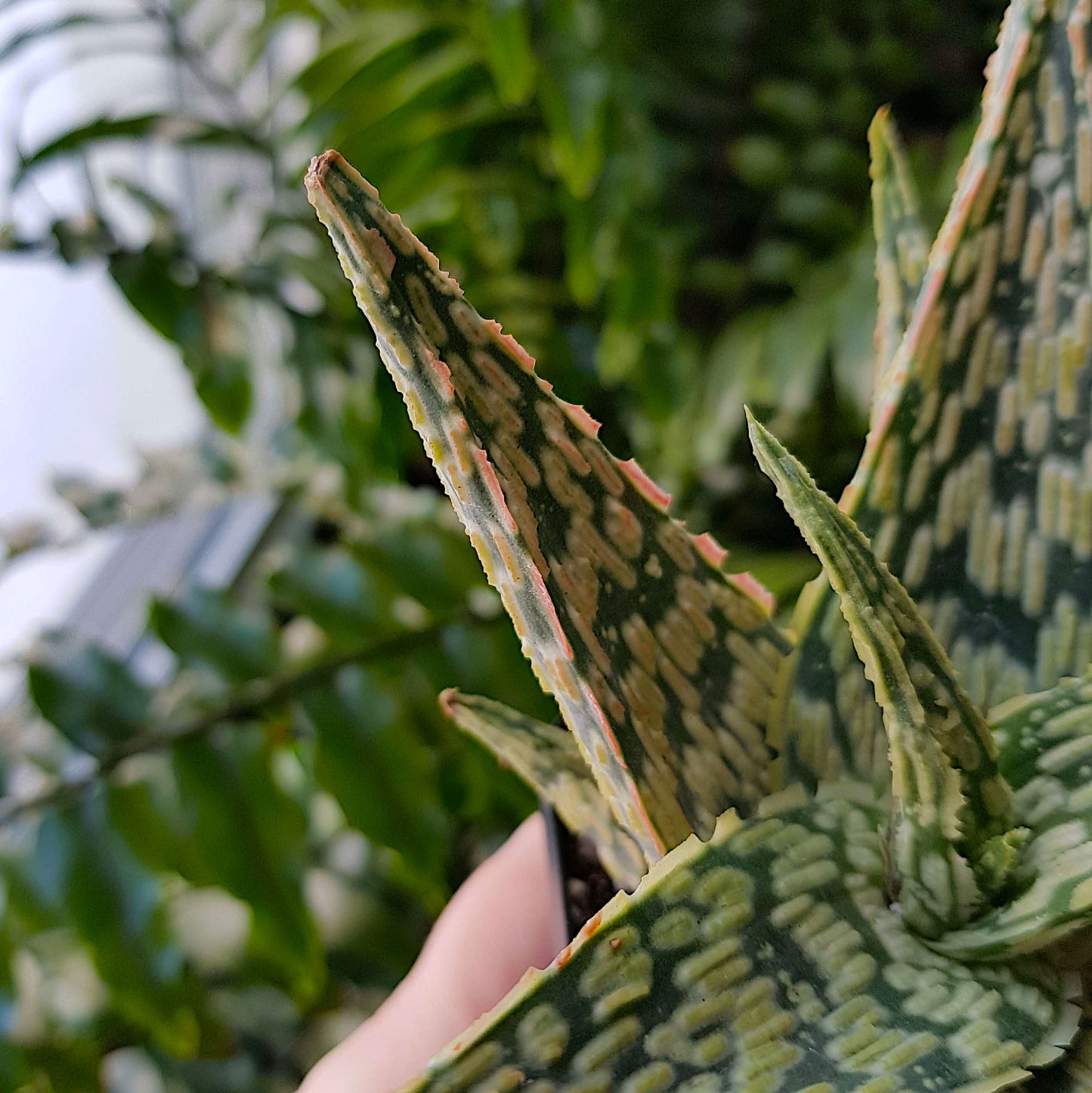 Star Aloe "Firecracker", Succulent