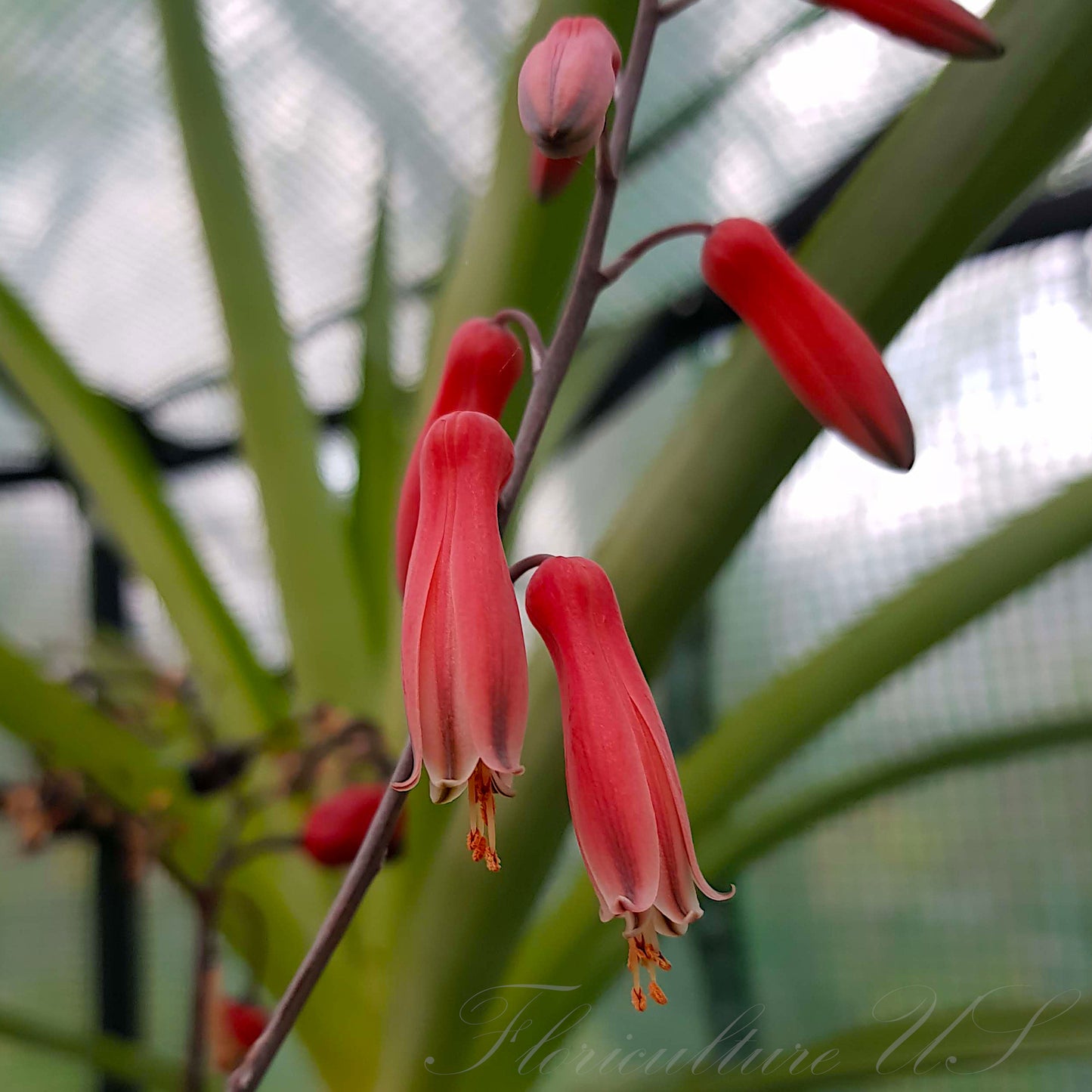 Star Aloe "Firecracker", Succulent