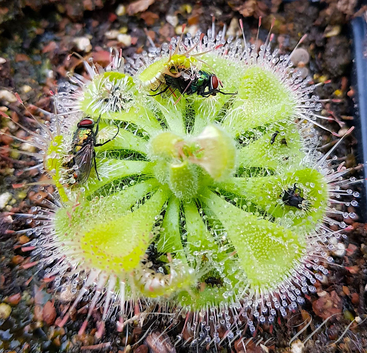 Drosera Burmannii, Sundew, 20+ Seeds