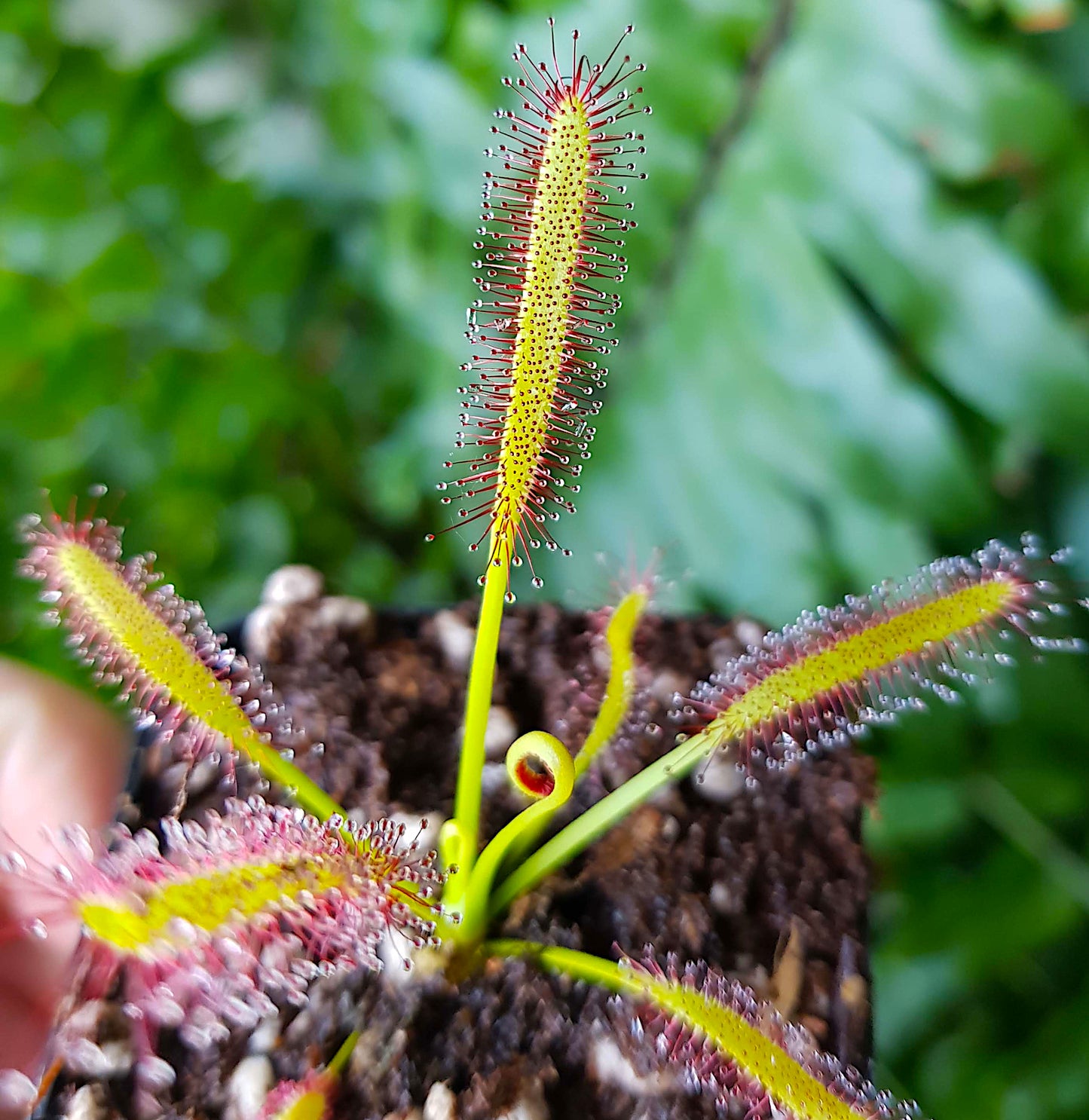 Drosera Capensis, Sundew, 20+ Seeds