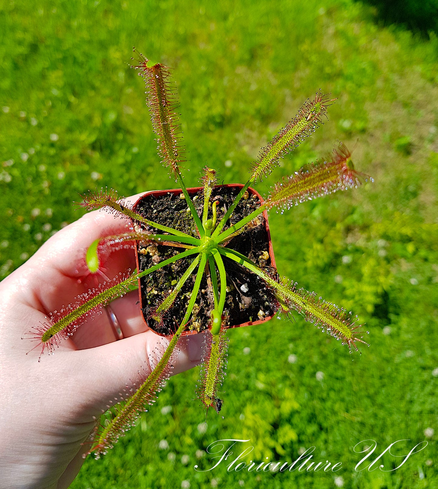 Drosera Capensis, Sundew, 20+ Seeds