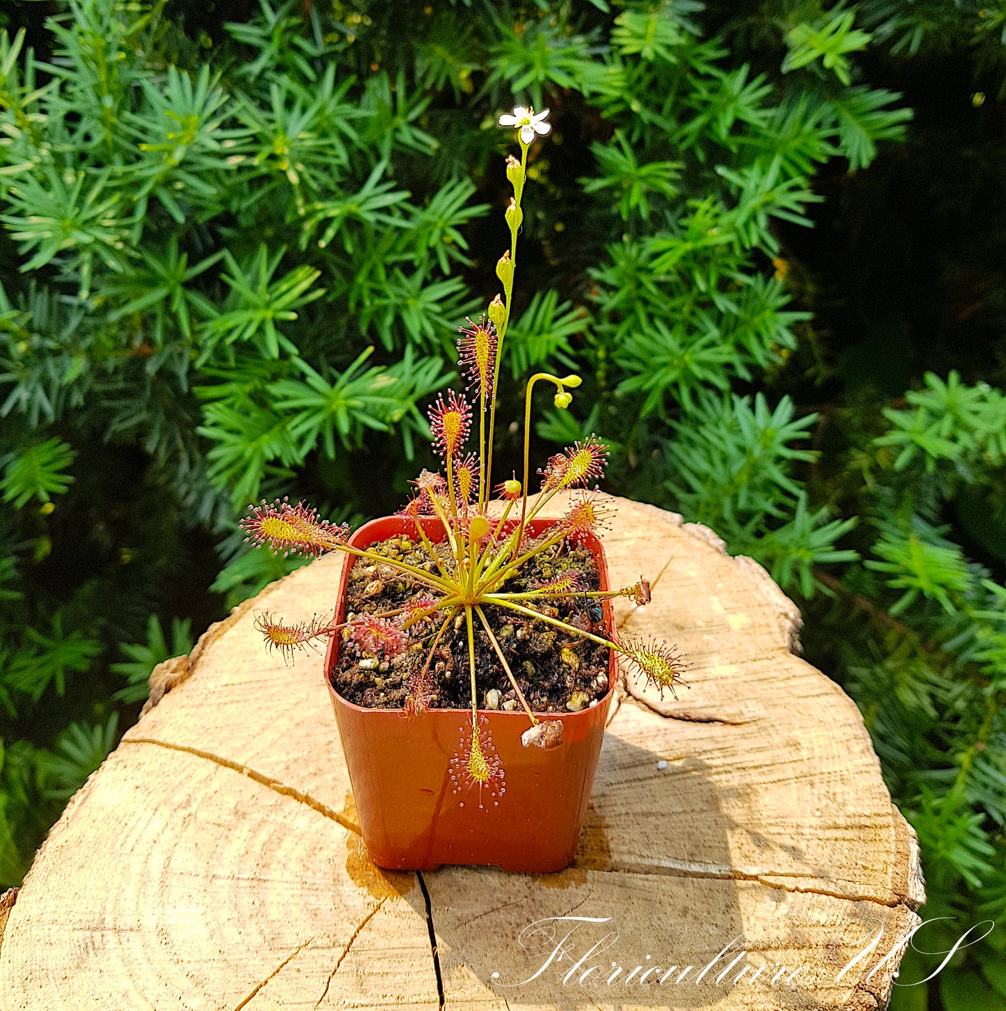 Drosera Intermedia, Sundew, 20+ Seeds