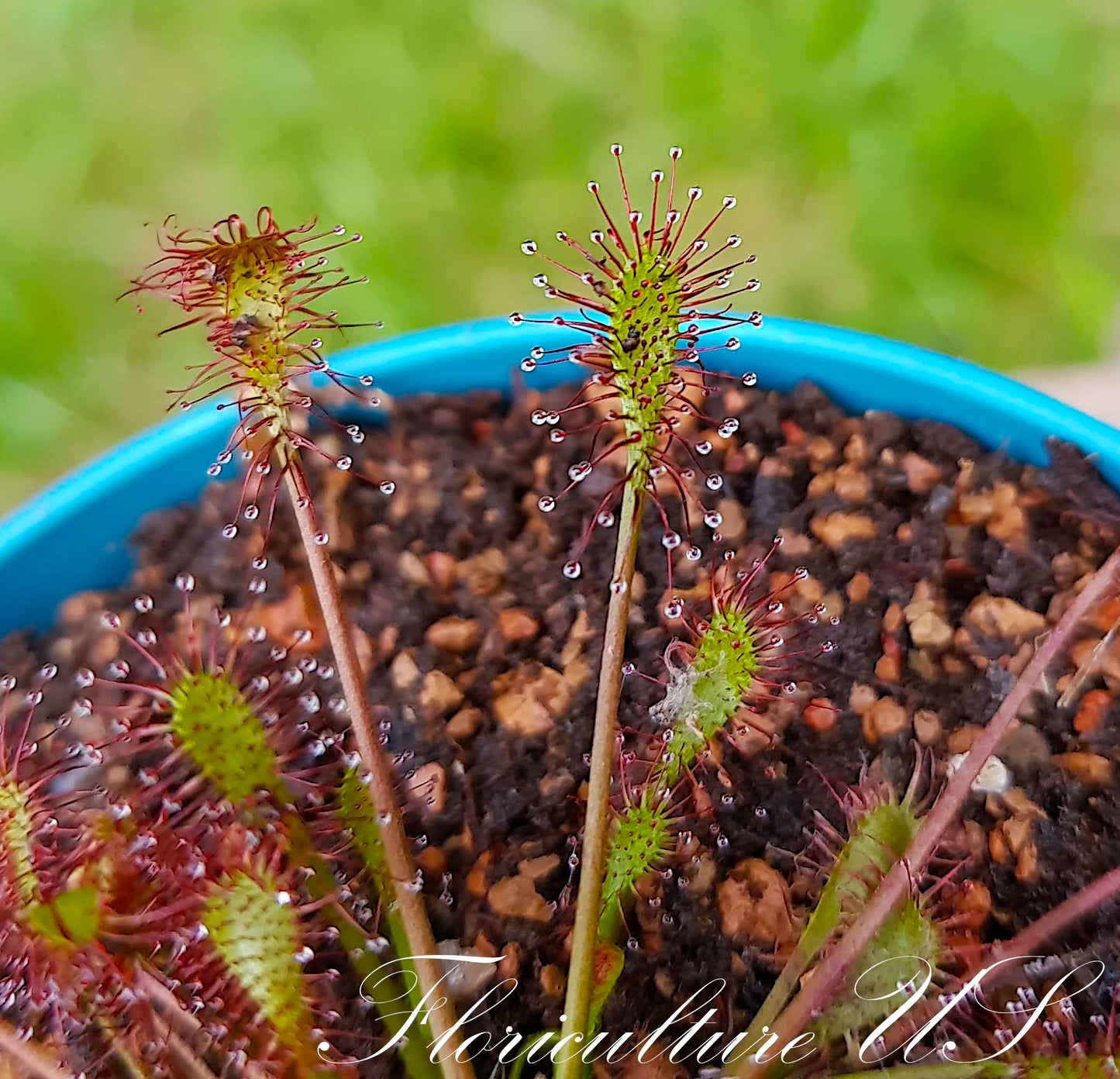 Drosera Intermedia, Sundew, 20+ Seeds