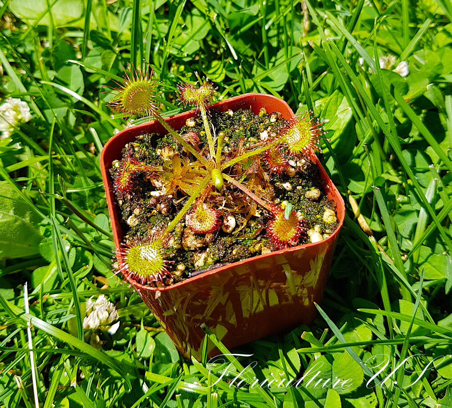 Drosera Rotundifolia, Sundew, 20+ Seeds