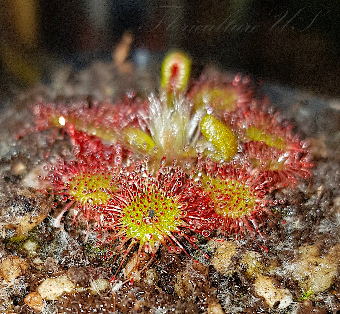 Drosera Spatulata, Sundew, 20+ Seeds