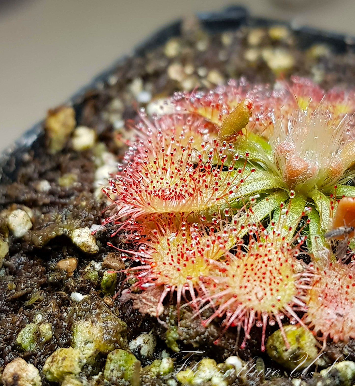 Drosera Spatulata, Sundew, 20+ Seeds