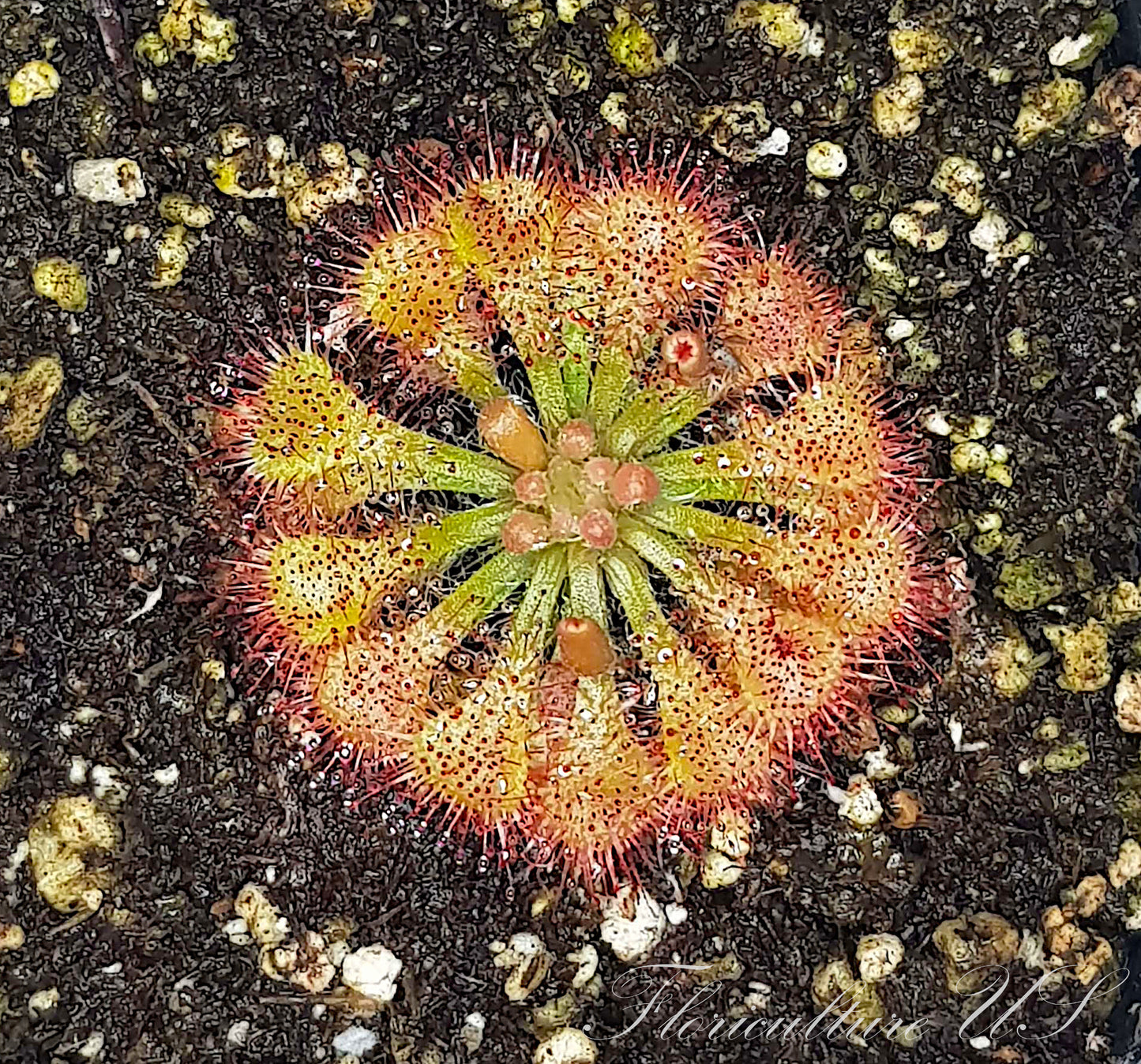Drosera Spatulata, Sundew, Live Plant