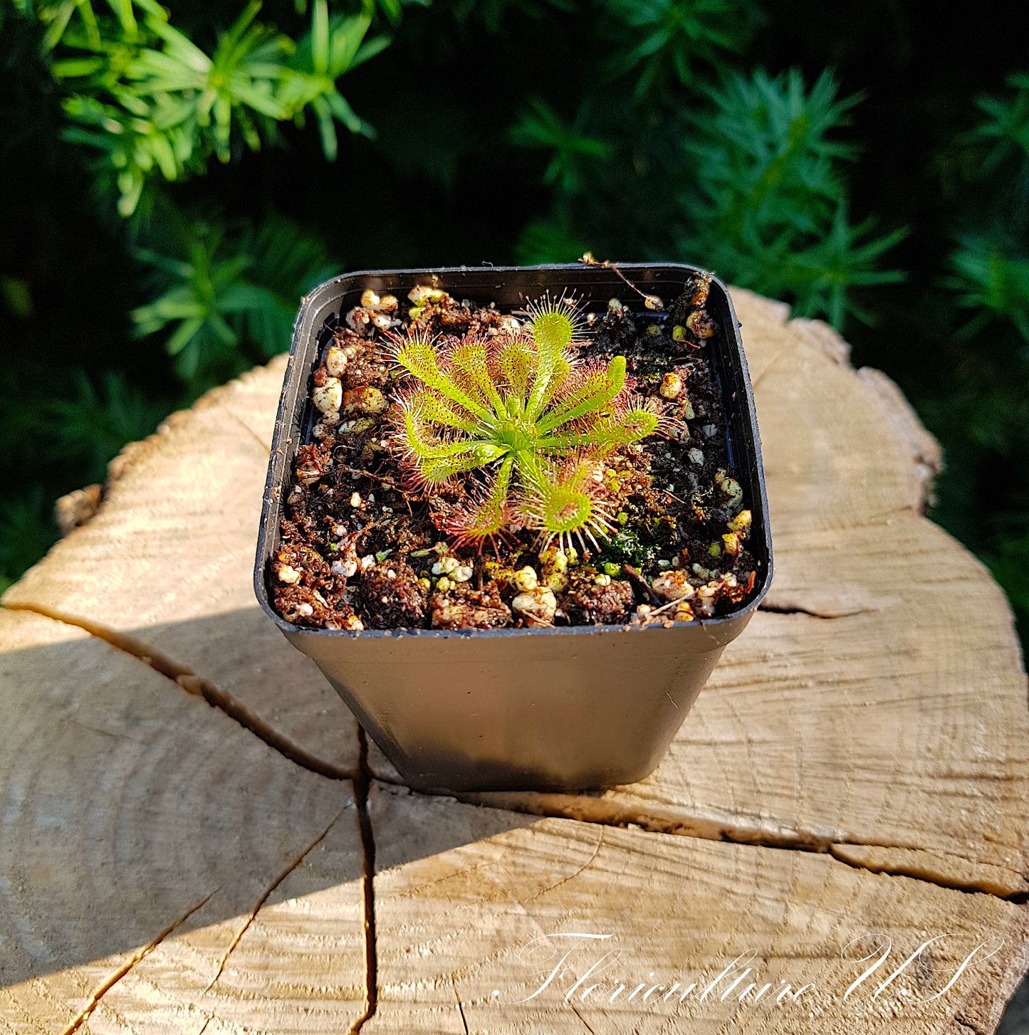 Drosera Spatulata, Sundew, 20+ Seeds
