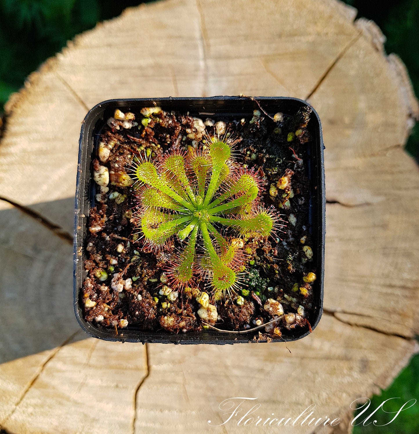 Drosera Spatulata, Sundew, Live Plant