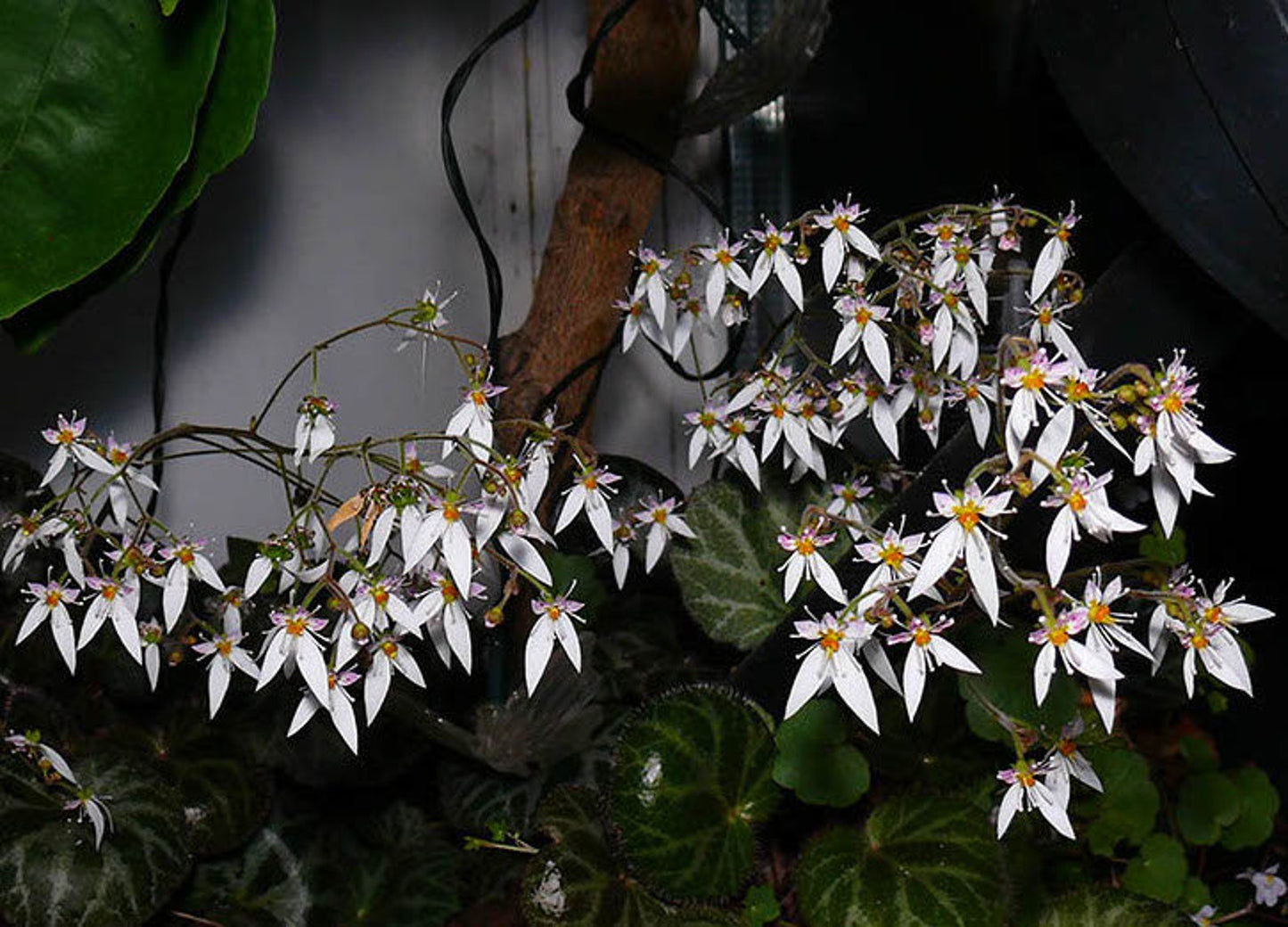 Saxifraga Stolonifera, Strawberry Begonia