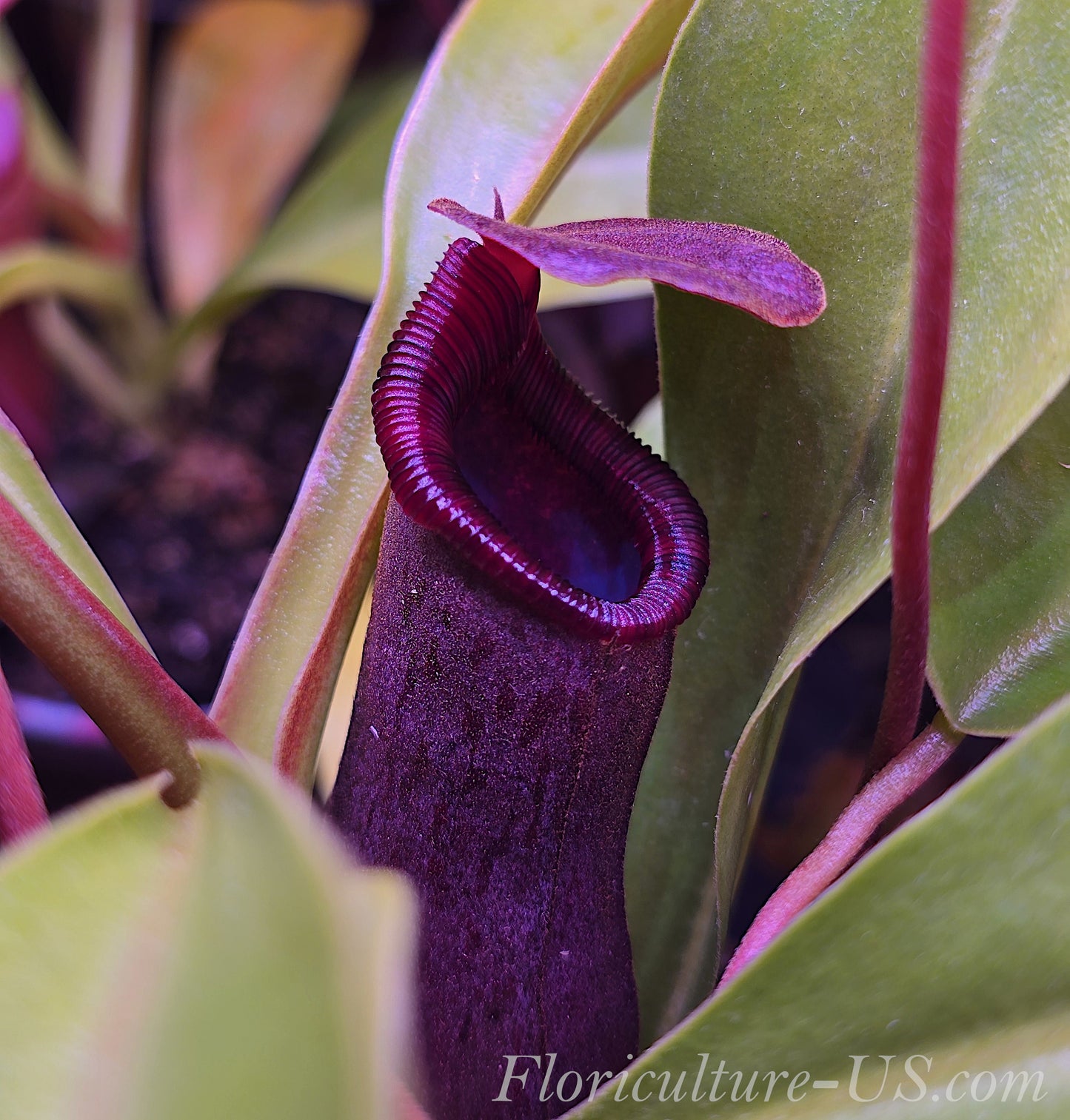 Nepenthes Lowii x Ventricosa Red, 4'' Pitcher Plant, Live Plant, Carnivorous Plant