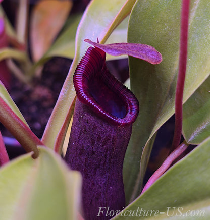 Nepenthes Lowii x Ventricosa Red, 4'' Pitcher Plant, Live Plant, Carnivorous Plant