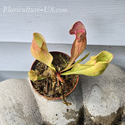 Sarracenia Purpurea Venosa