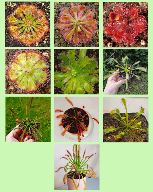 Mix of Sundew Seeds - 50 Seeds, Carnivorous Plants Sundew Seeds Mix