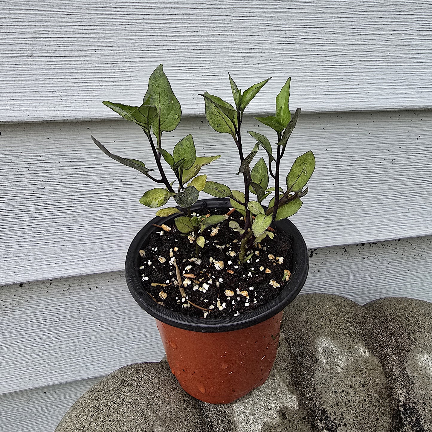 Solanum Dulcamara, 3.5'', Live Plant