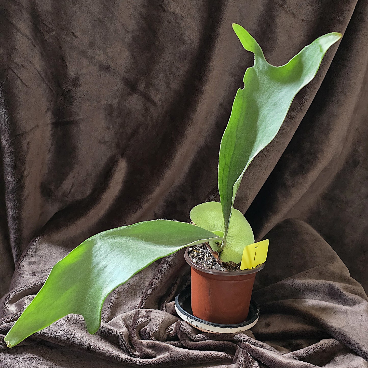 Platycerium Bifurcatum, Staghorn Fern, 4" and 5", Fern, Live Plant