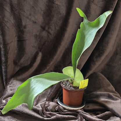 Platycerium Bifurcatum, Staghorn Fern, 4" and 5", Fern, Live Plant