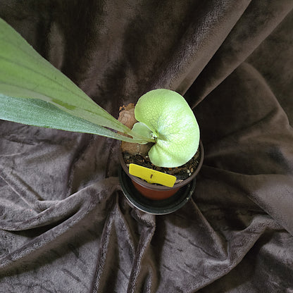 Platycerium Bifurcatum, Staghorn Fern, 4" and 5", Fern, Live Plant