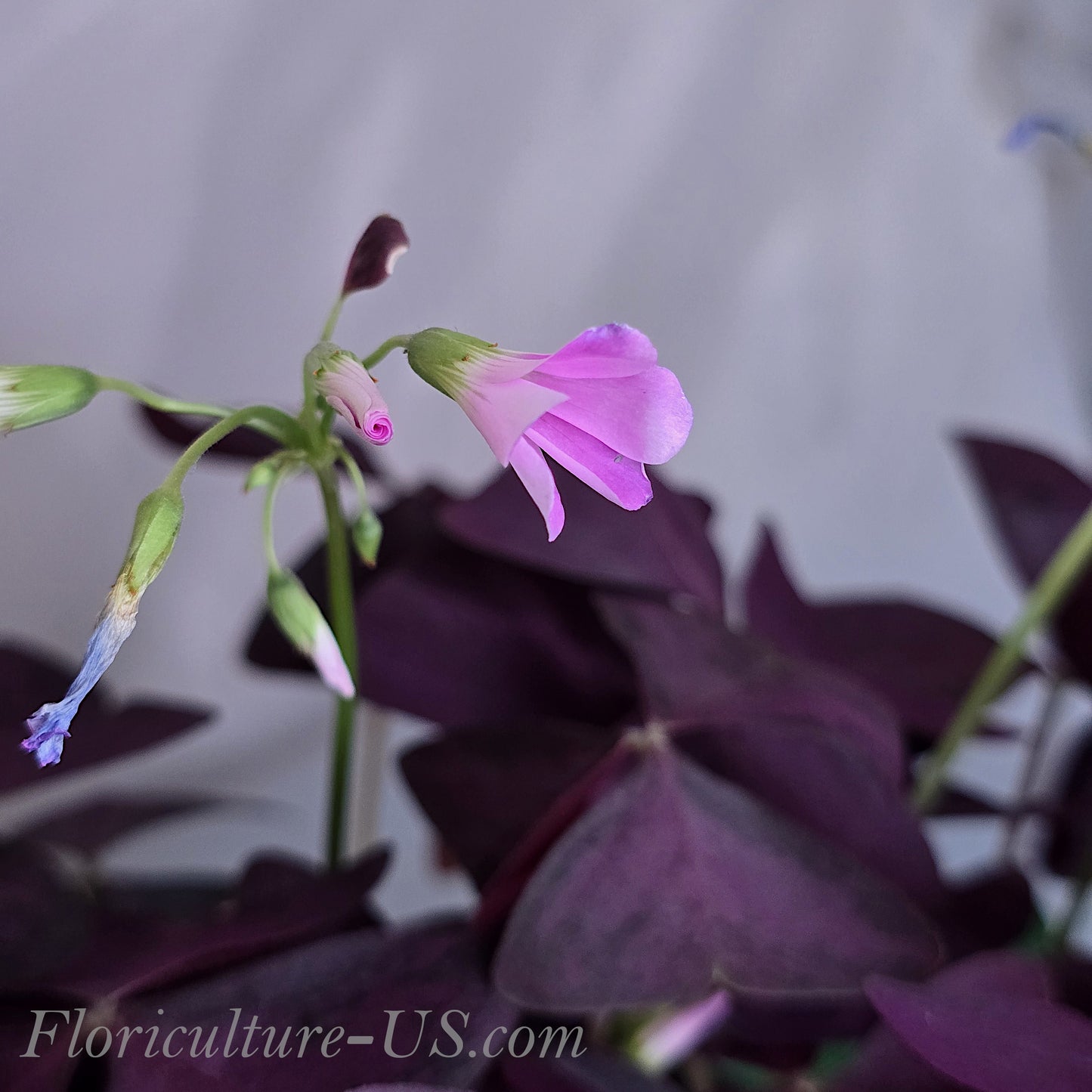 Oxalis Triangularis, Shamrock, Live Plant