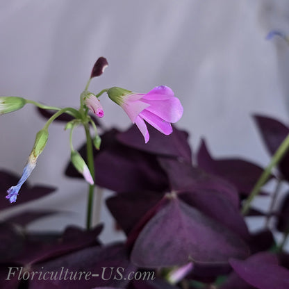 Oxalis Triangularis, Shamrock, Live Plant