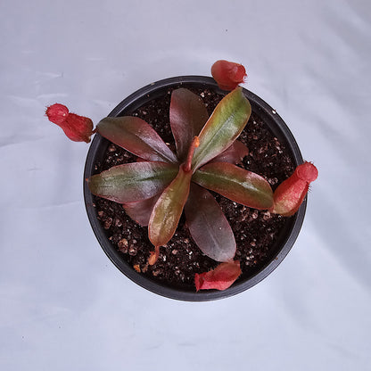 Nepenthes x 'Bloody Mary', Pitcher Plant, Live Plant, Carnivorous Plant