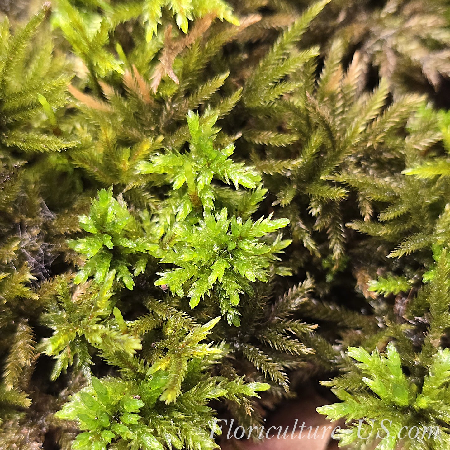 American Tree Moss, 10 pcs, Climacium Dendroides